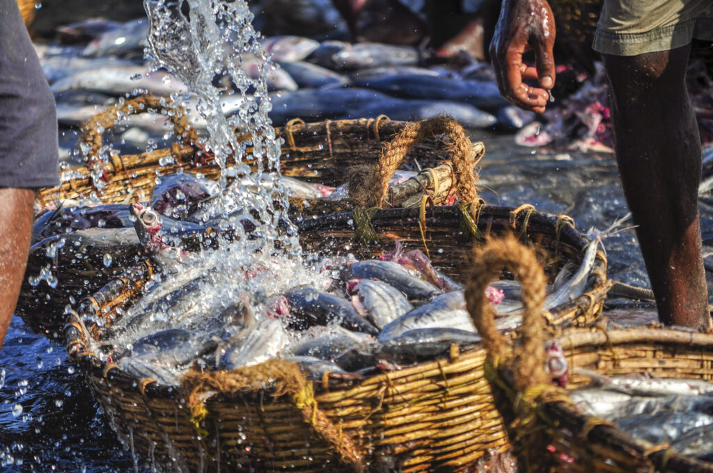 Close-Up of Fishermen Washing Freshly Caught Fish in Traditional Baskets